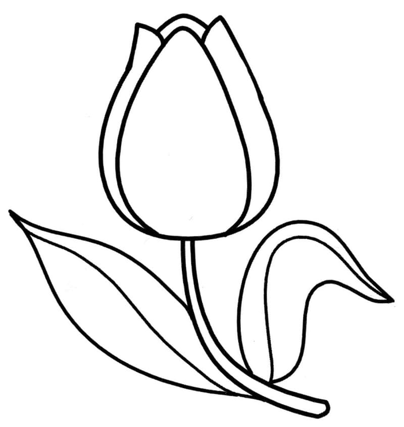 Tulip Coloring Pages Coloringlib