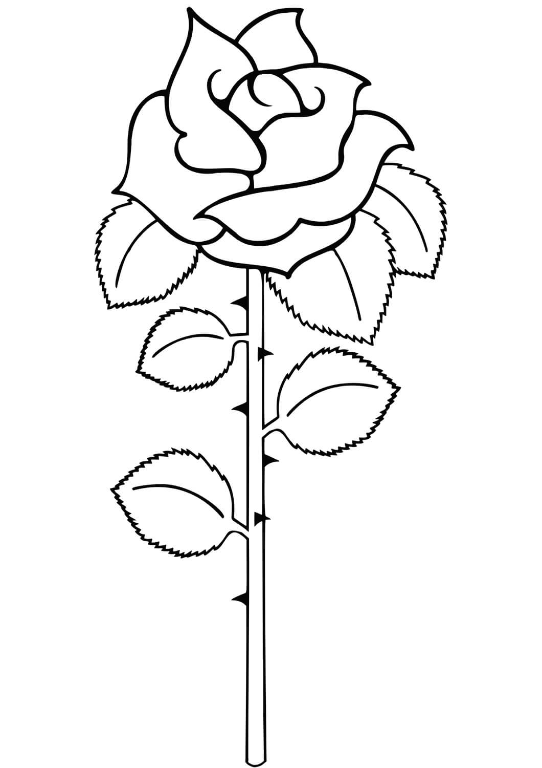 Entzückende Rose