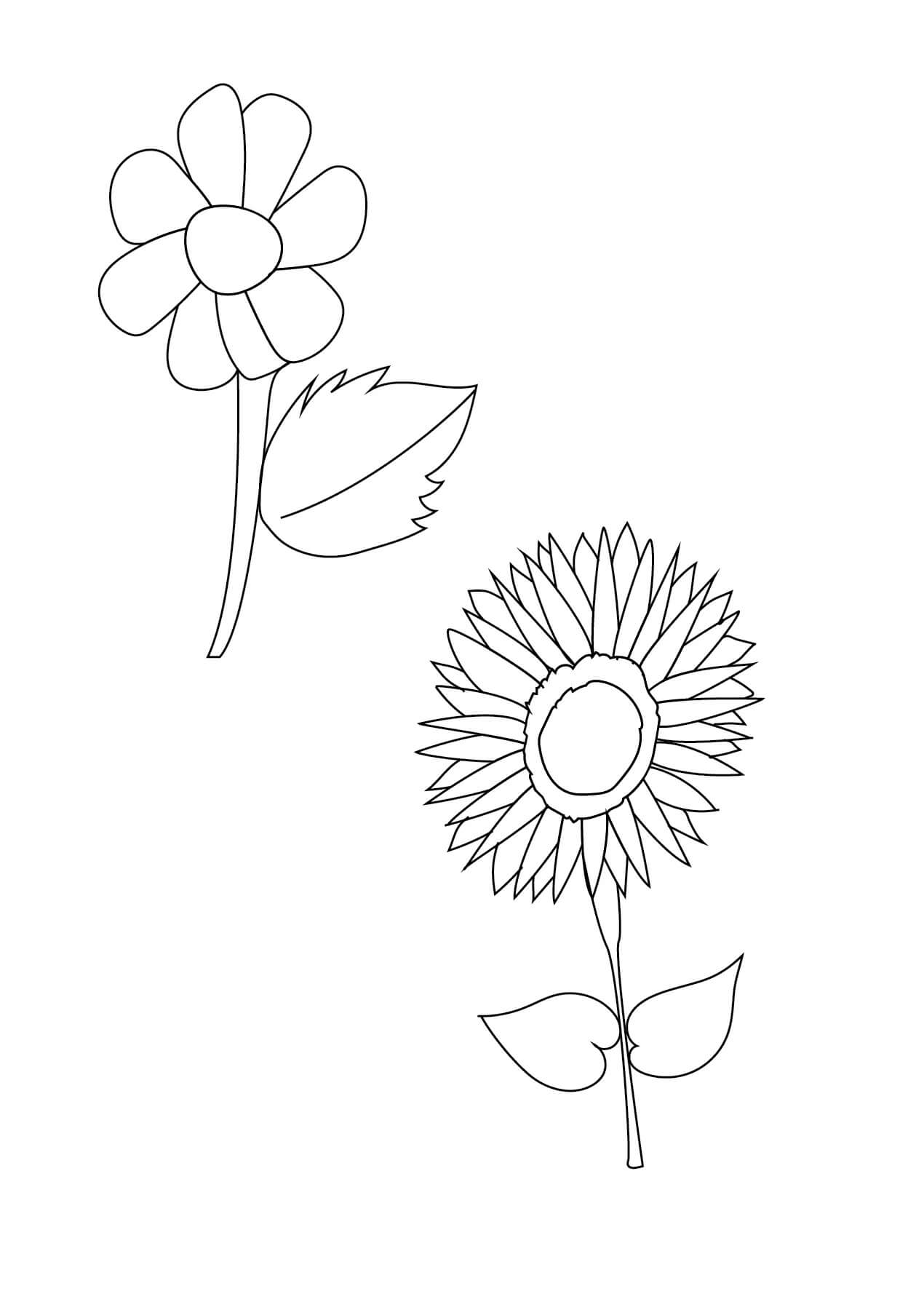 Gänseblümchen und Sonnenblume