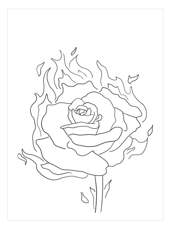 Geißblatt-Rose