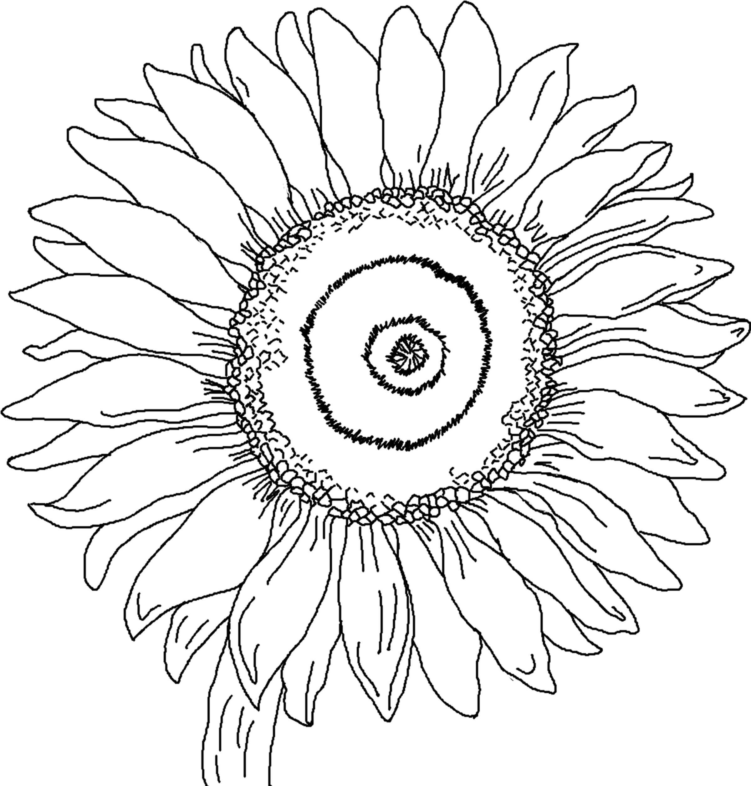 Kopf einer Sonnenblume