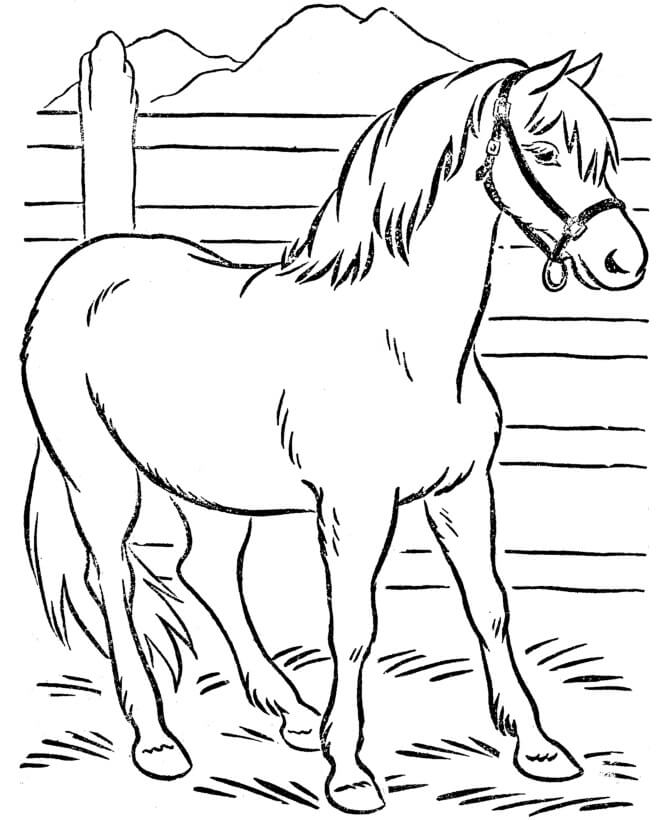 Pferd im Stall