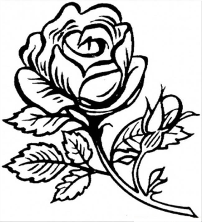 Rosen Zeichnen