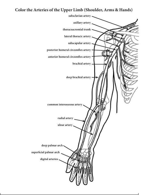 Anatomie der Hand