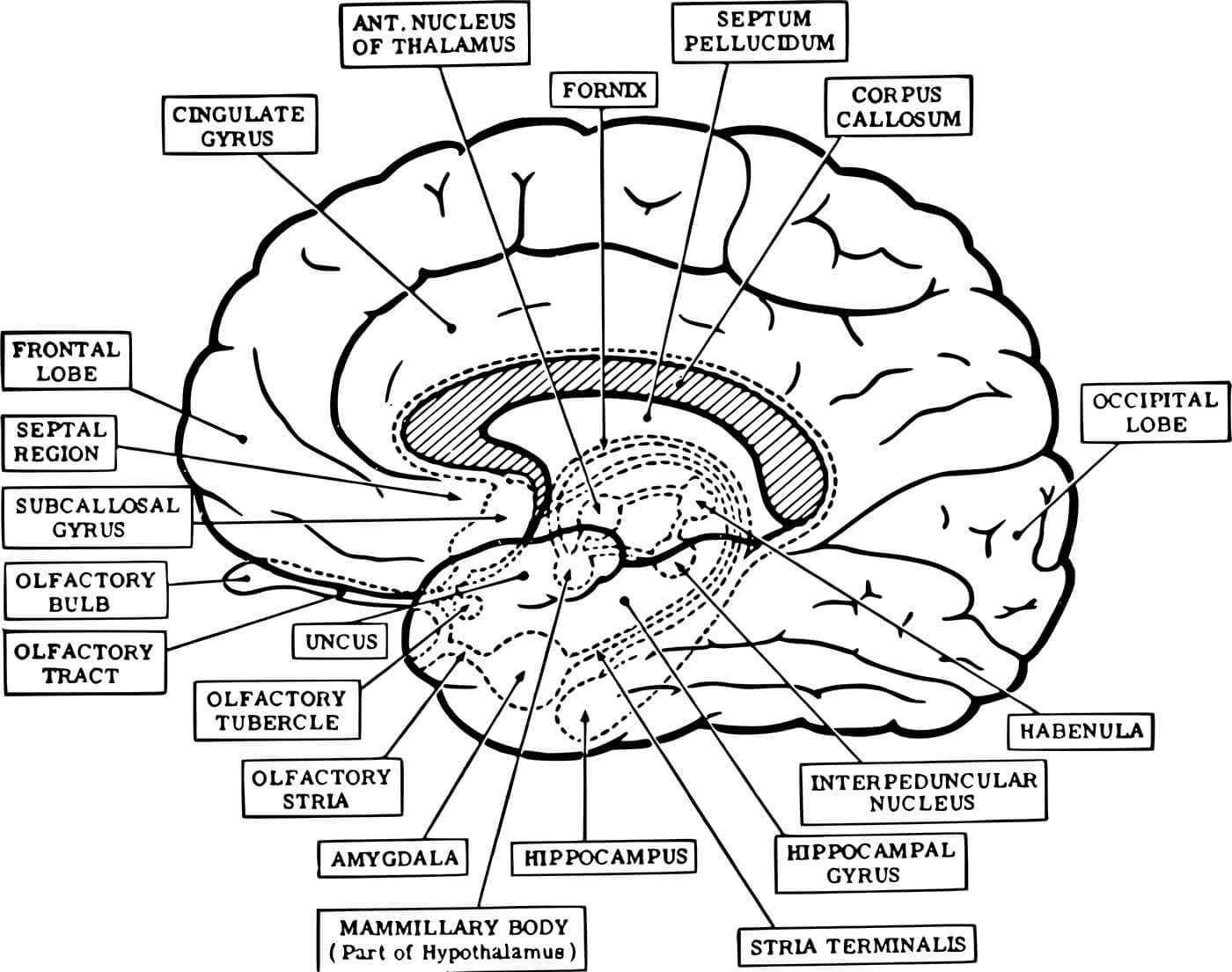 Anatomie des Gehirns