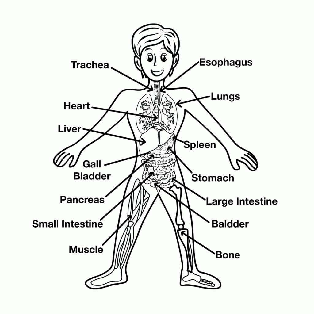 Anatomie des Lustigen Jungen