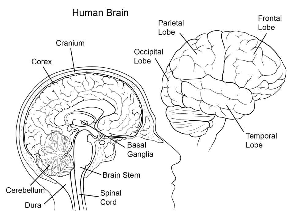 Anatomie des Menschlichen Gehirns