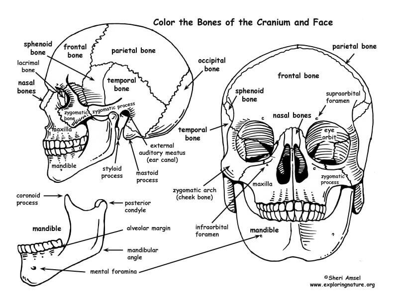 Anatomie des Menschlichen Schädels