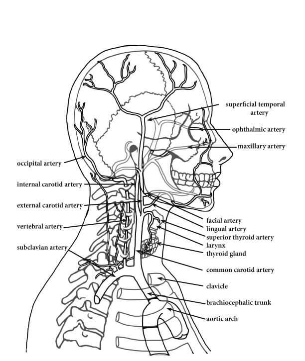 Arterien des Kopfes und Halses