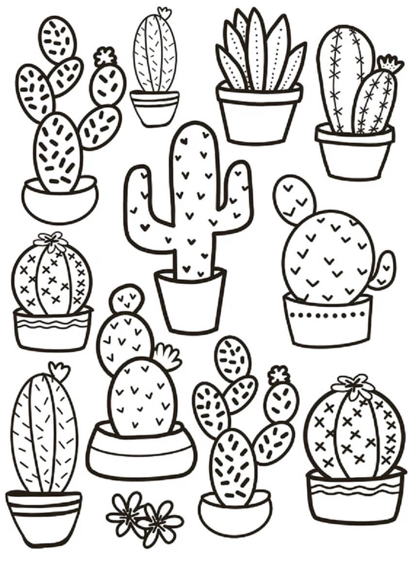 Der Kaktus von Pot