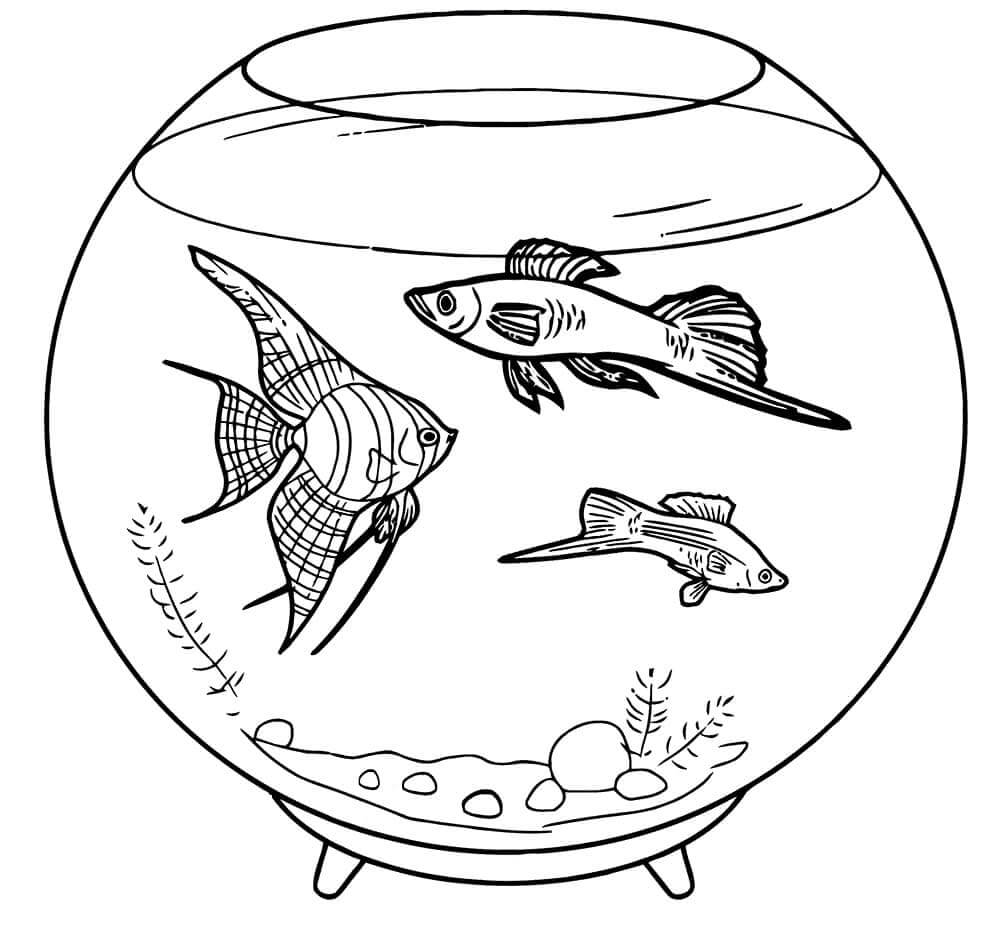 Drei Fische Schwimmen im Aquarium