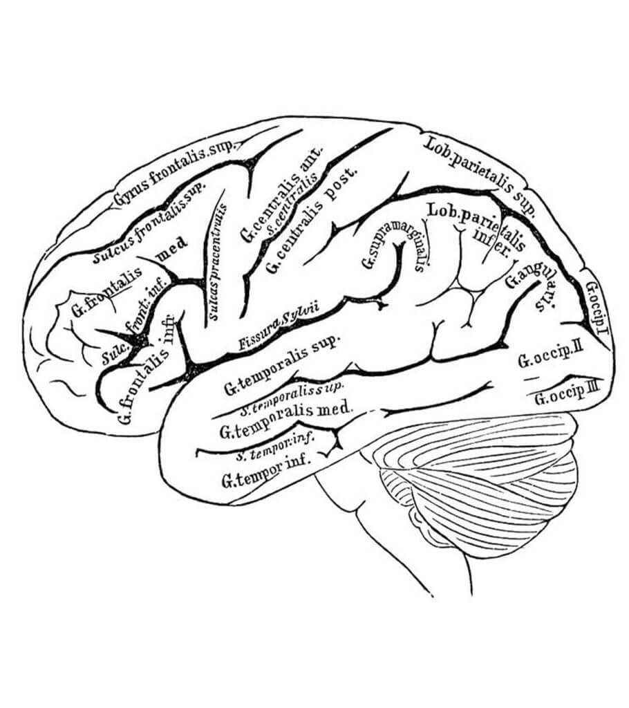 Gehirn in der Anatomie