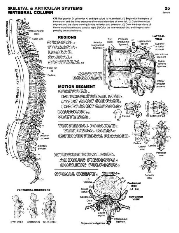 Gute Anatomie