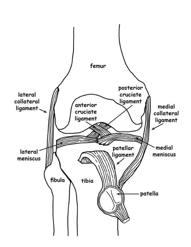 Kniegelenk Anatomie