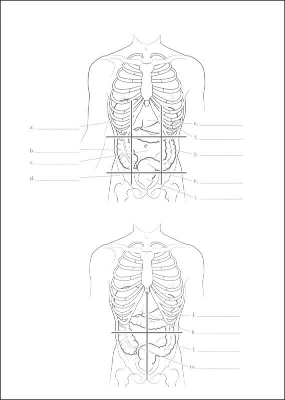 Nette Anatomie