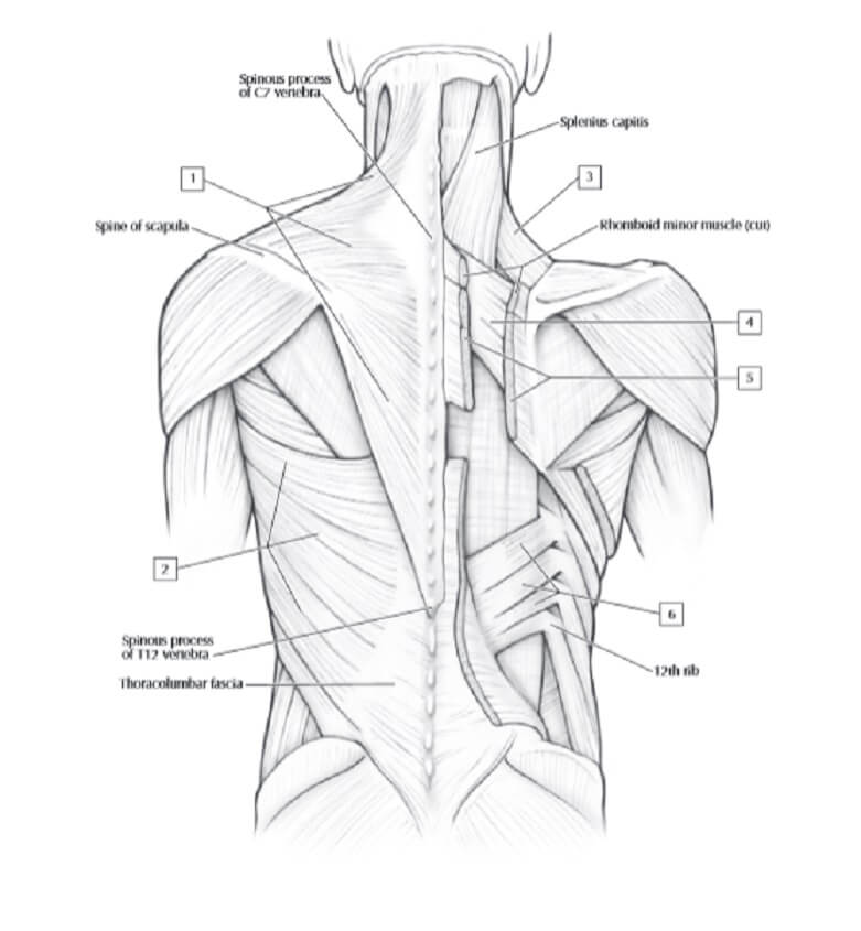 Netters Anatomie