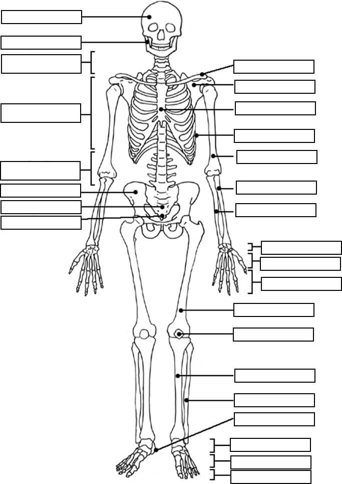 Skelett Anatomie