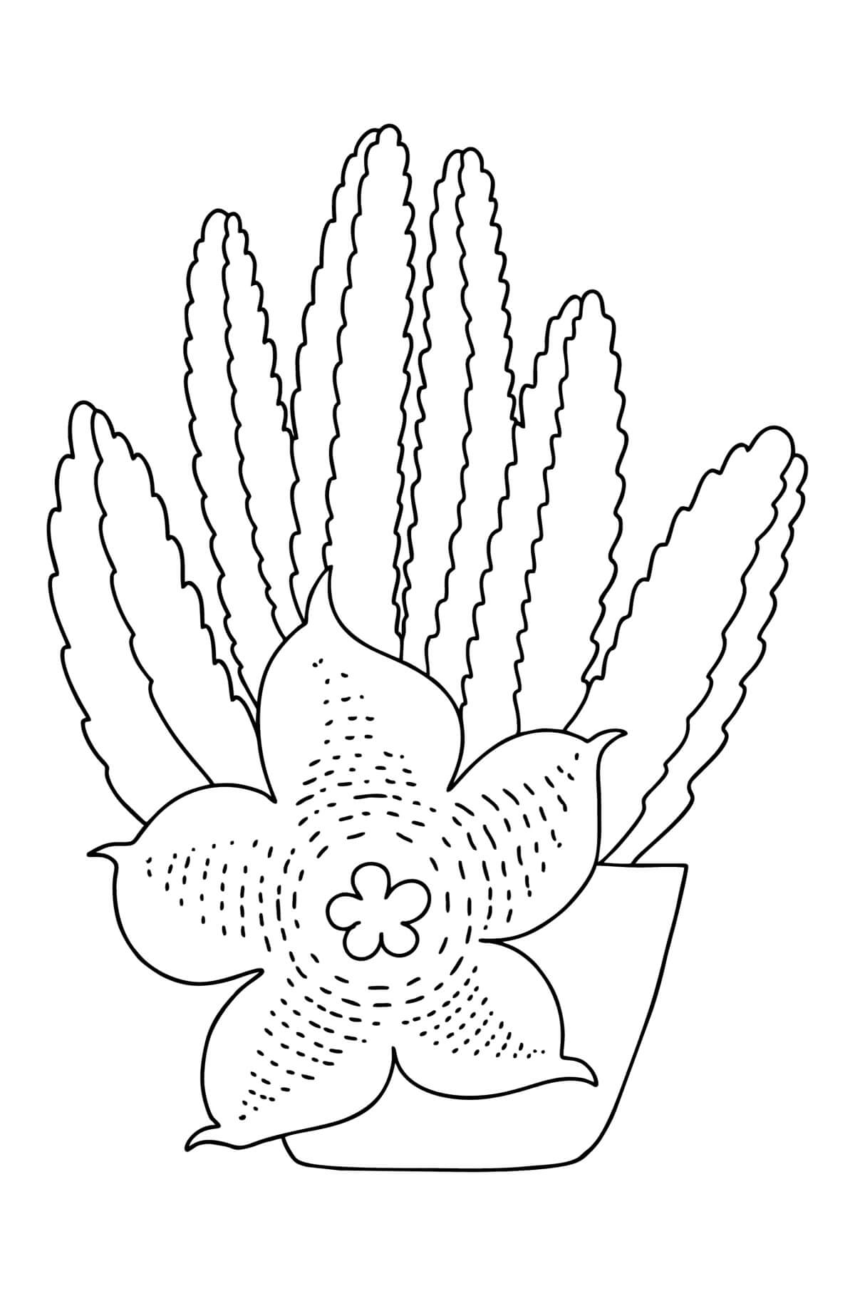 Stapelia-Kaktus