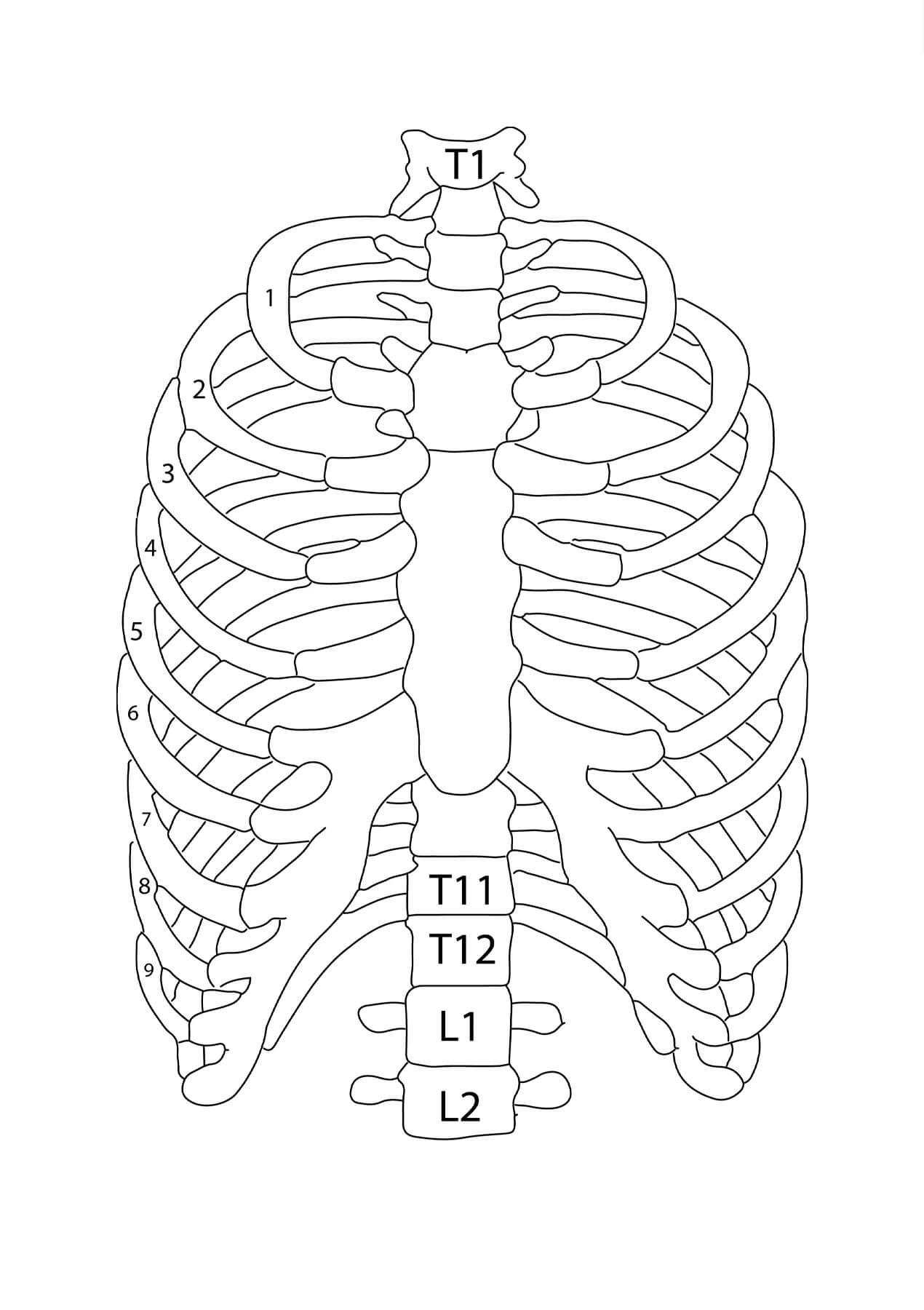 Thoraxknochen Anatomie