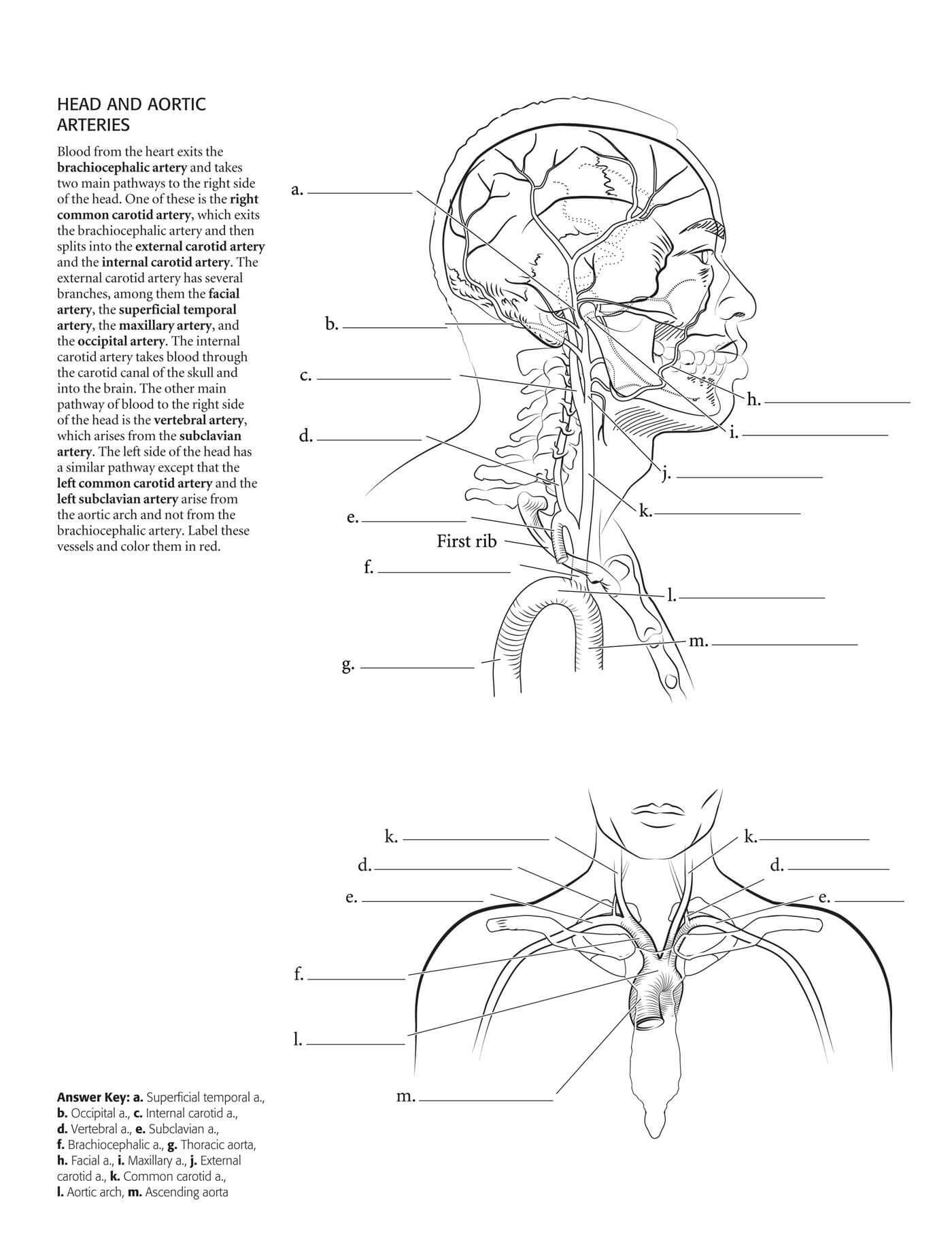 Tolle Anatomie