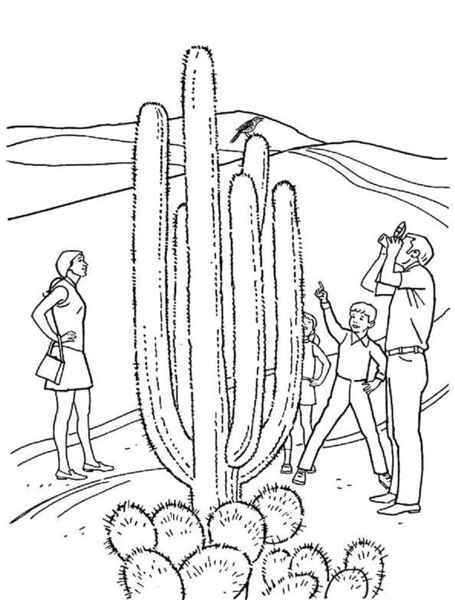 Völker, die den Kaktus Betrachten