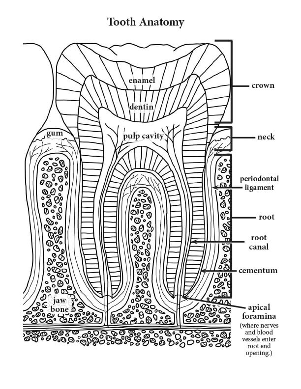 Zahn Anatomie