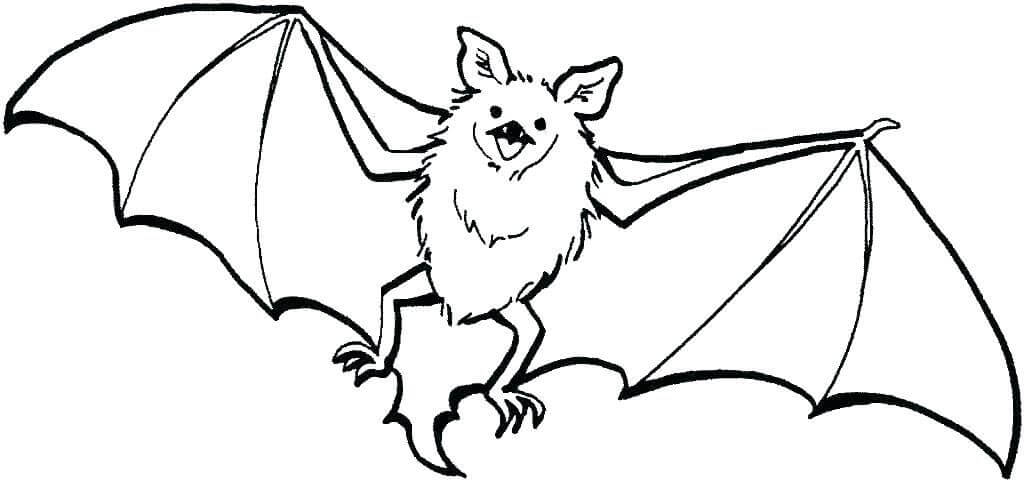 Große Fledermaus