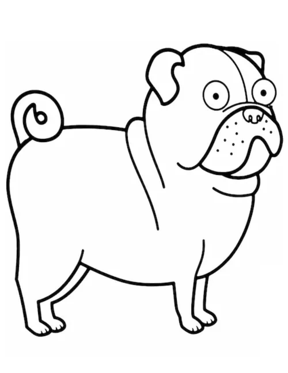 Hund Pug