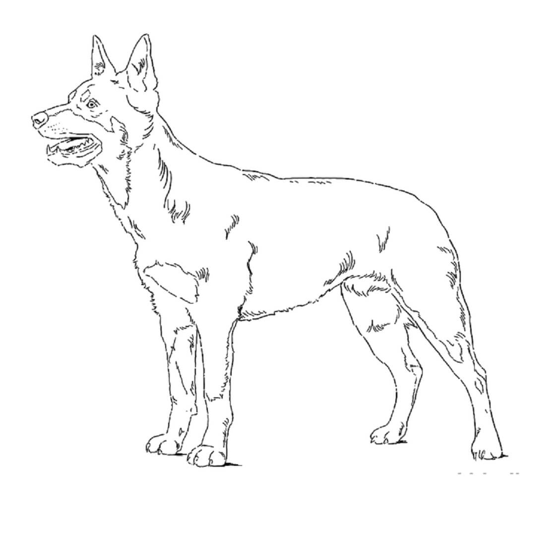 Kelpie-Hund