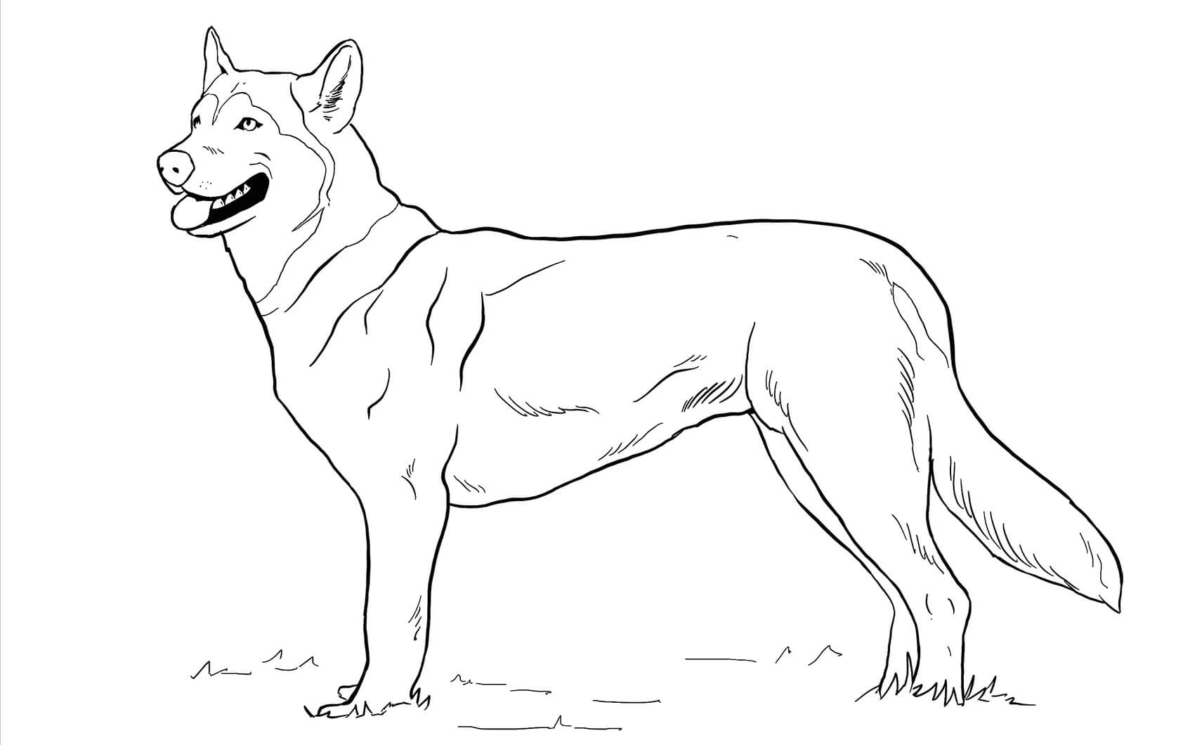 Nördlicher Inuit-Hund