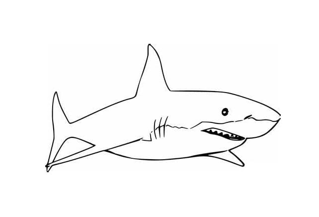 Shark JPG