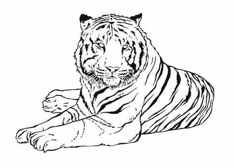 Kostenlose Tiger