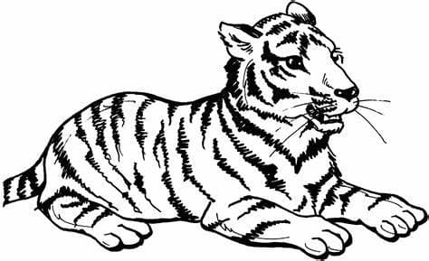 Tiger JPG