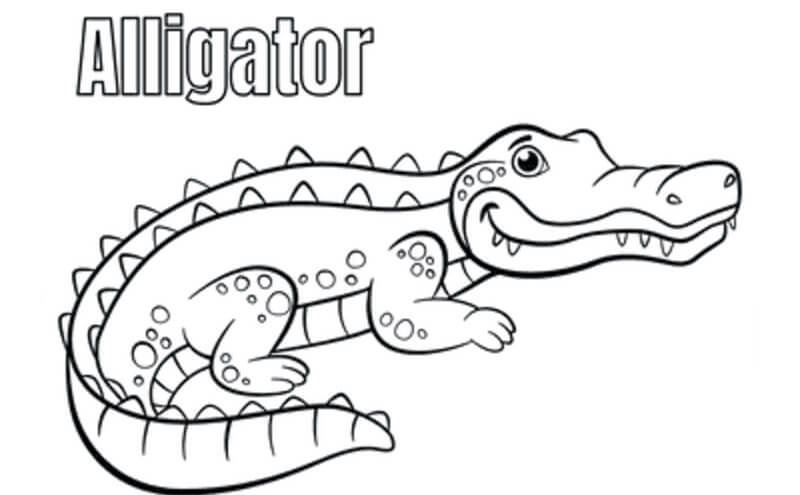 Süßer Alligator