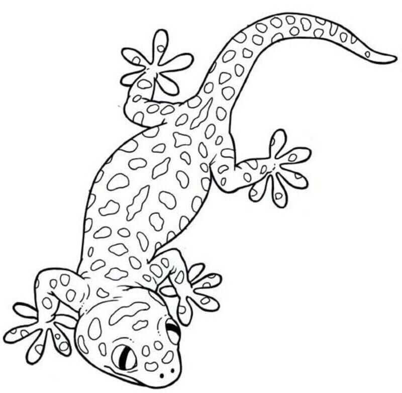 Gecko