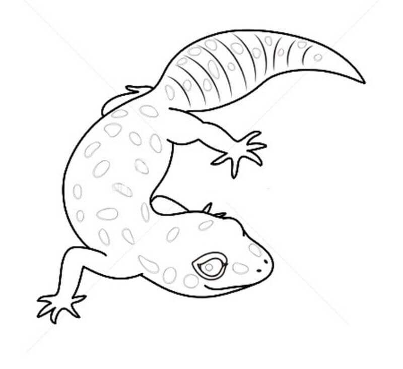 Kleiner Leopardgecko