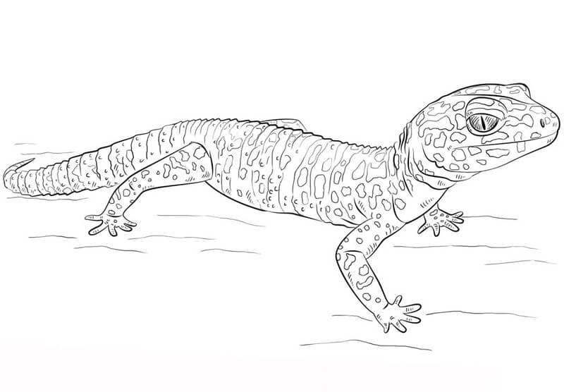 Leopardgecko