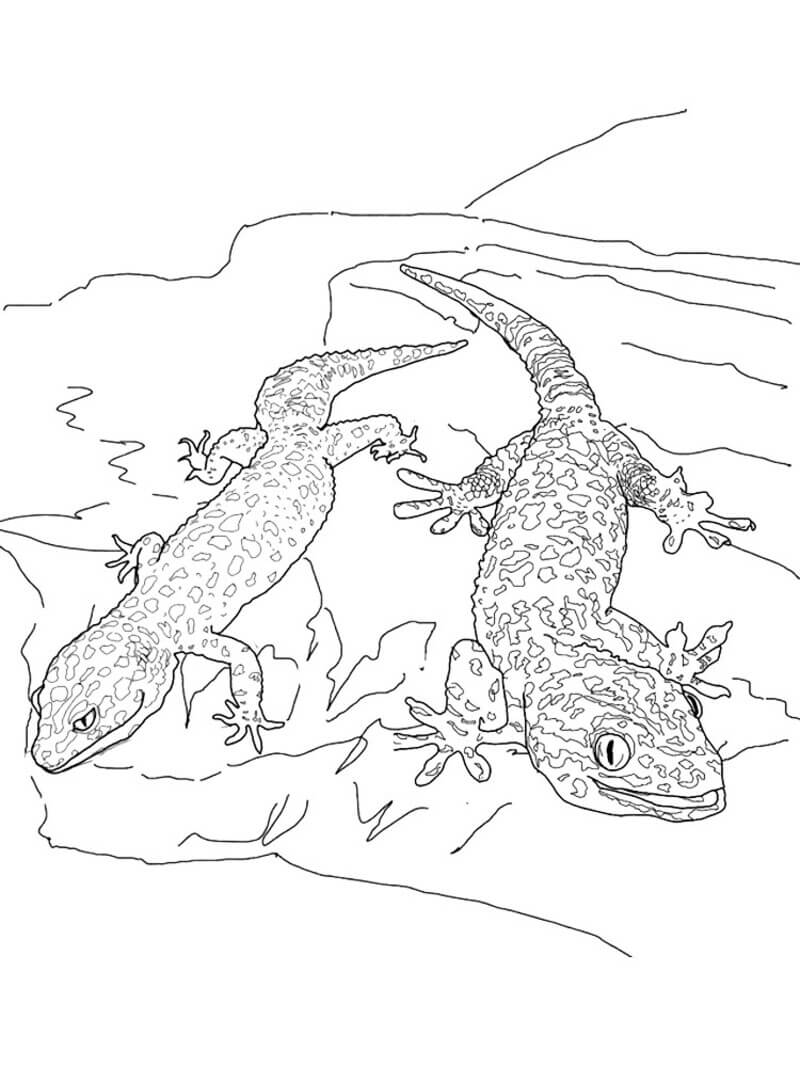 Zwei Geckos