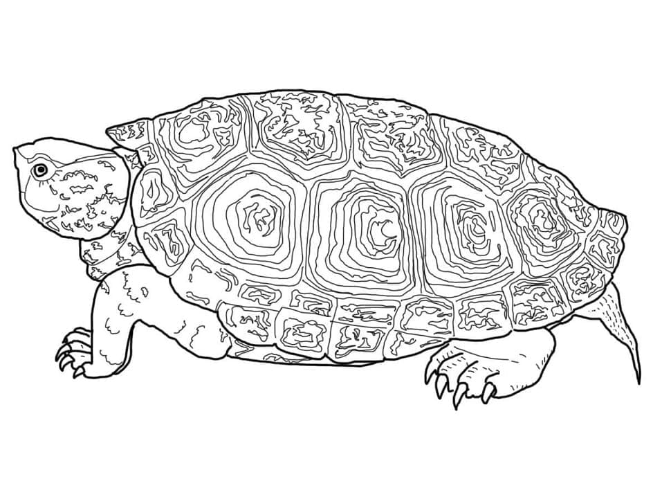 Diamantschildkröte