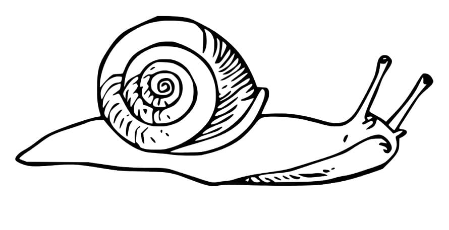 Kriechende Schnecke