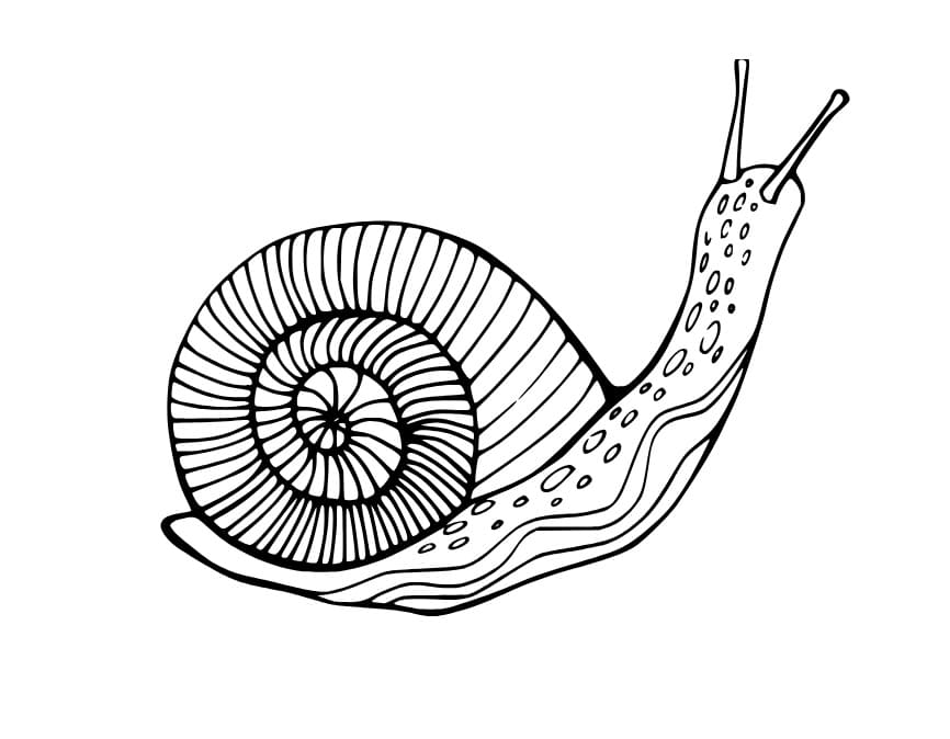 Schöne Schnecke