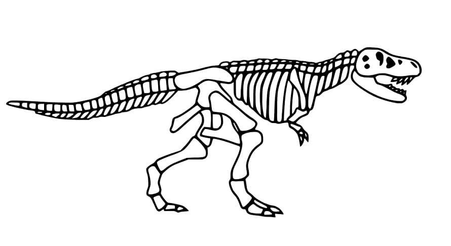 Tyrannosaurus Skelett