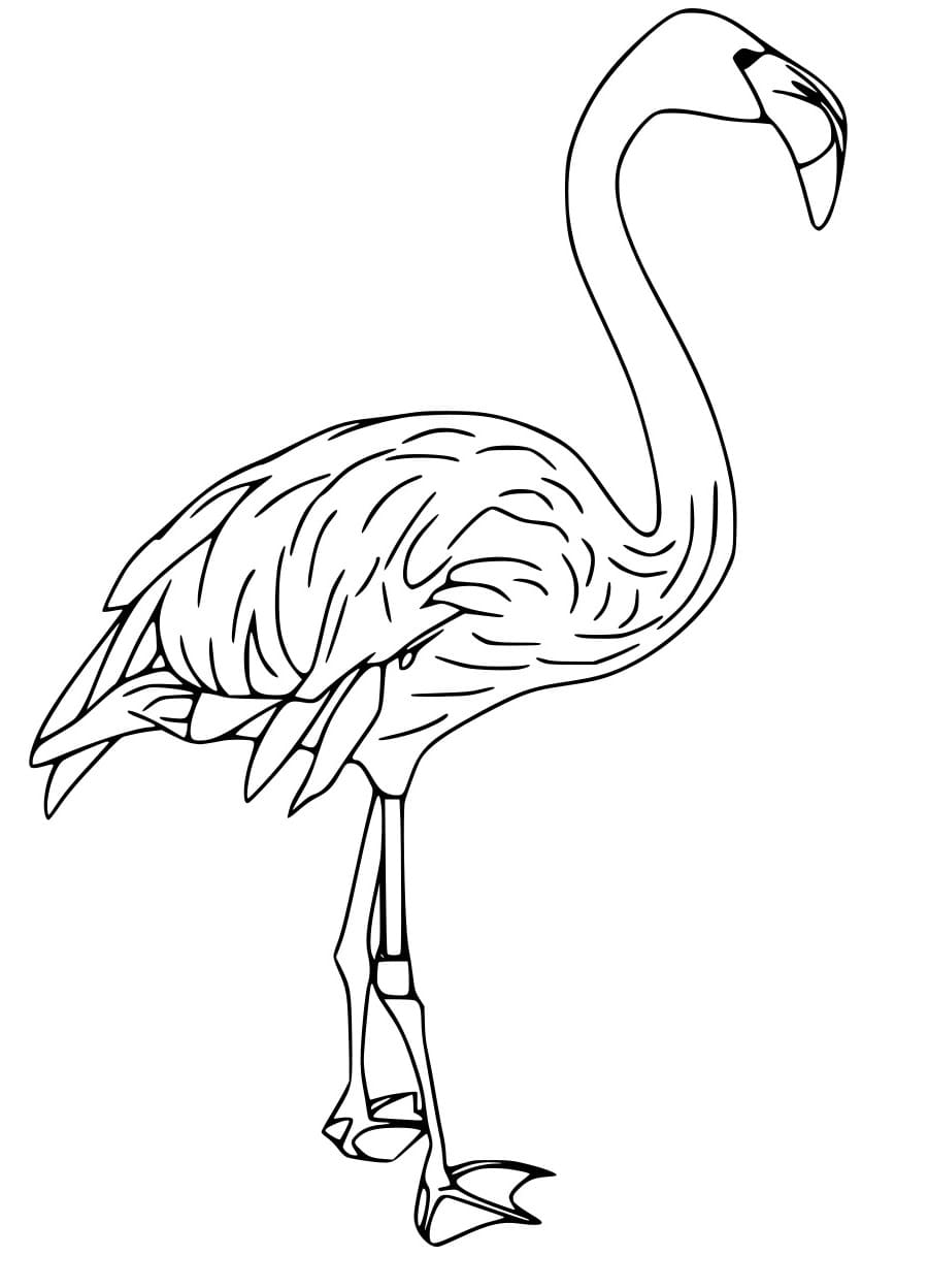 Amerikanischer Flamingo