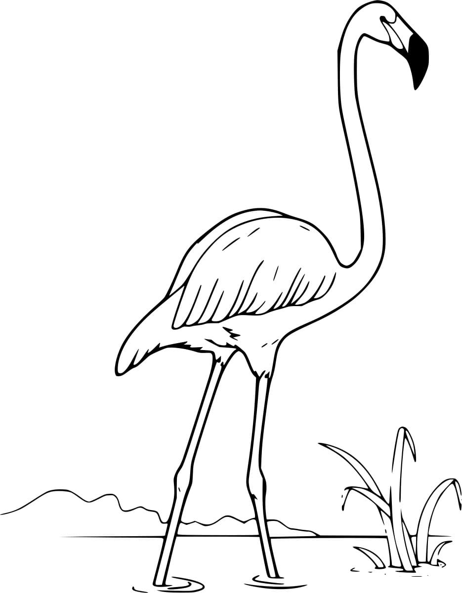 Andenflamingo