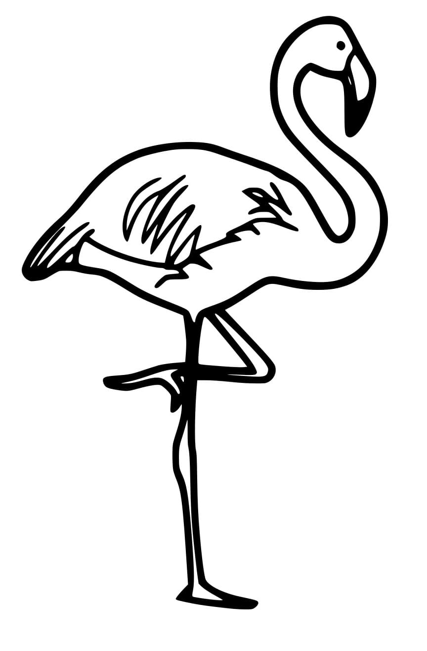 Chilenischer Flamingo