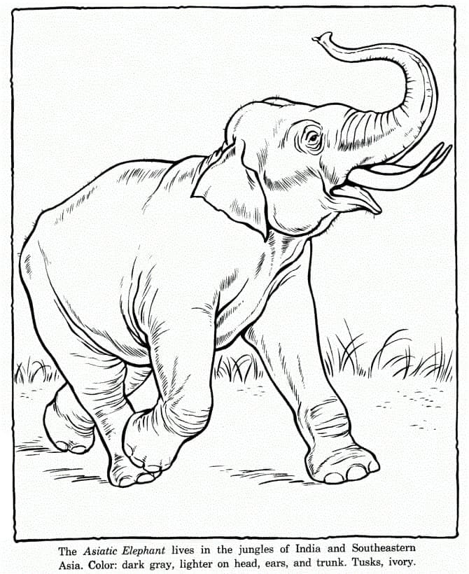 Der asiatische Elefant