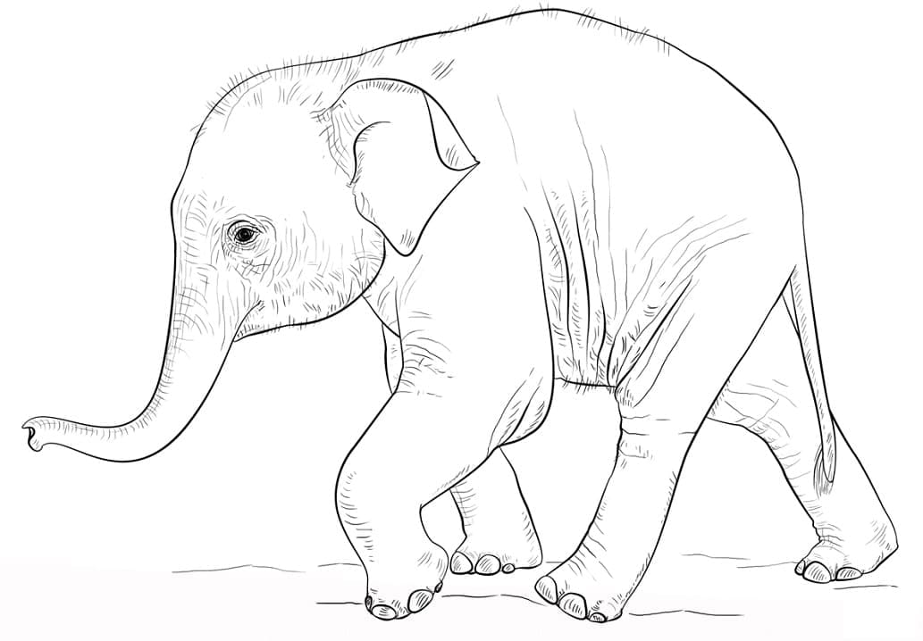 Elefant baby beim Spazierengehen