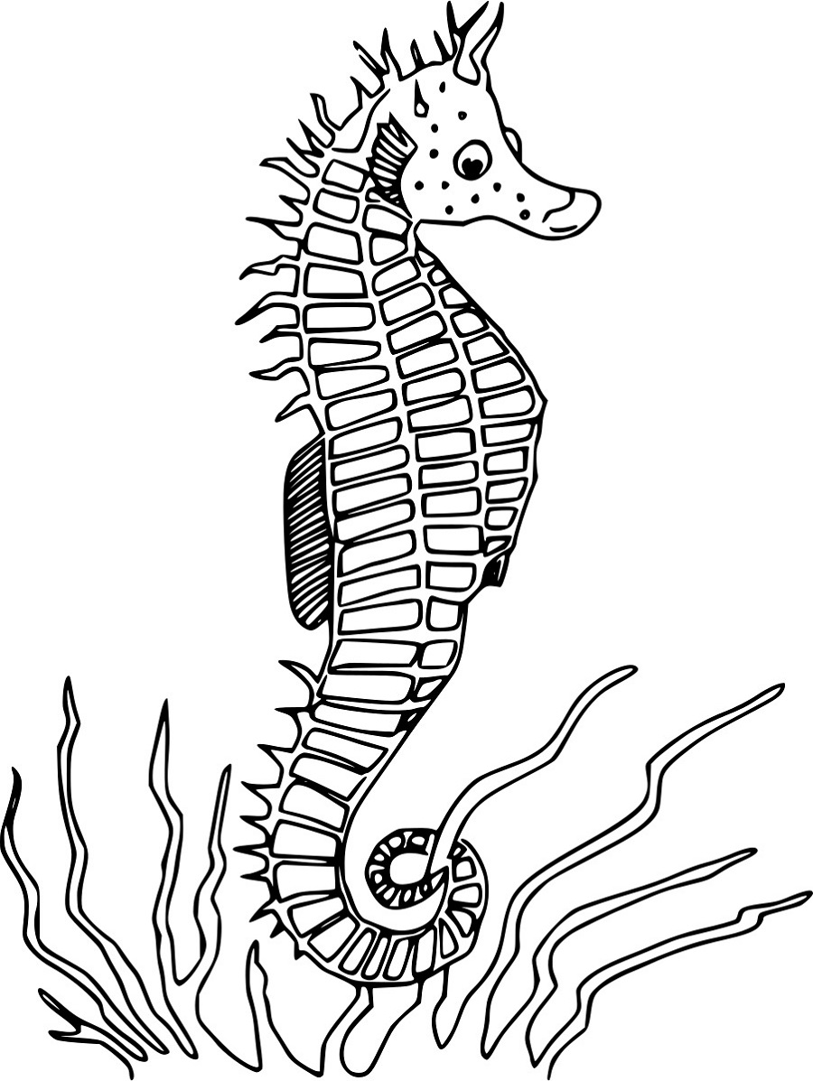 Gewöhnliches Seepferdchen