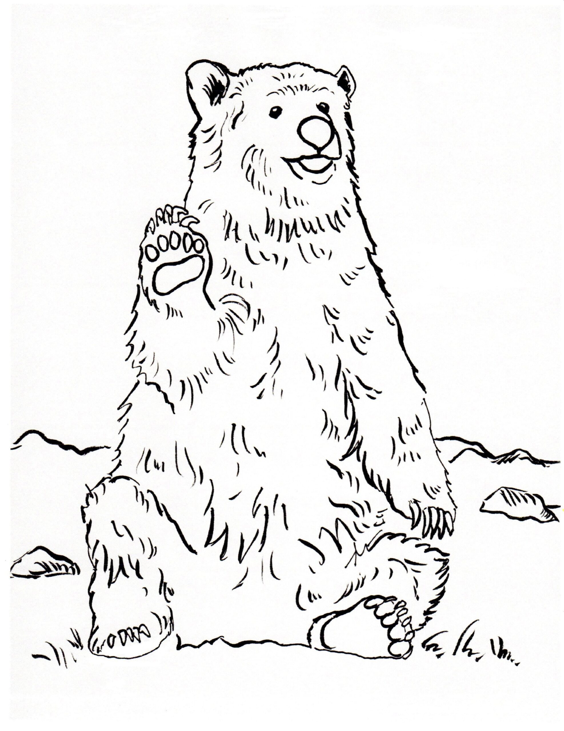 Grizzly Bären