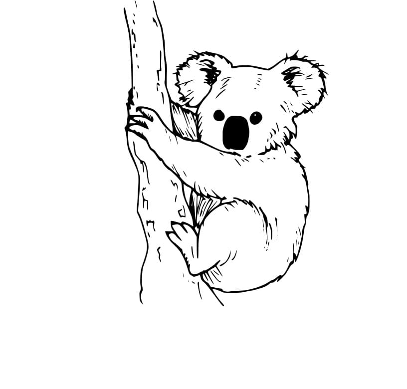 Koala Bild